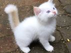 Persian Kitten