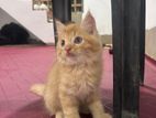 Persian Kittens