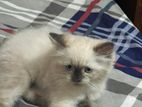 Persian Cat