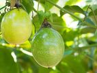 Passion Fruit