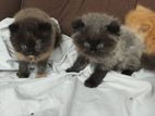 Passion kittens