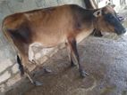 Farm Cows