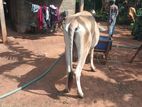 Farm Cow