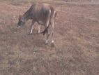 Farm Cows