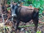 Farm Cow