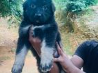 German Shepherd Puppies