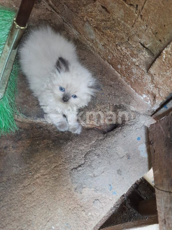 Himalayan kittens for Sale in Anuradhapura City ikman