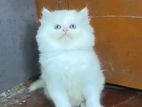 Persian Kittens