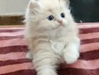 Persian Kittens