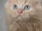 Persian Cat