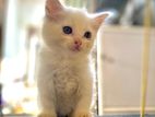 Persian Kittens
