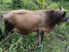 Farm Cow