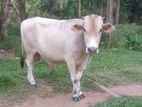 Male Cow