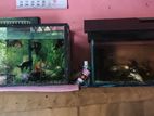 Fish Tank