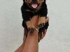 Rottweiler Puppy