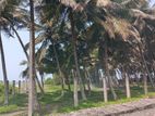 Payagala North , Beach Front Land for Sale Sized 105 P