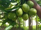 பச்சை மாங்காய்
