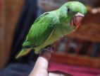 பச்சைக்கிளி