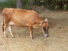 பசு