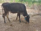 பண்ணை மாடு