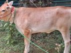 பசு கன்று Jersey கலப்பு