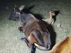Farm Cow