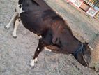 பசு மாடு