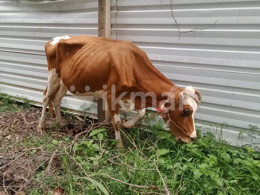 Milk Cow for Sale in Jaffna City ikman