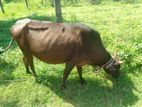 பசு மாடு