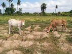 பசு மற்றும் கன்று விற்பனைக்கு