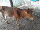 Farm Cow