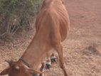 Male Cow