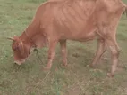 Farm Cow