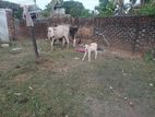 Farm Cows