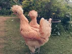 Polish Chickens