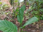 Peace Lily Plants