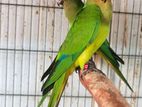 Peach Fronted Conure