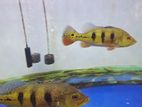 peack bass fish