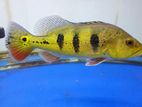peackbass fish