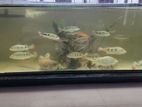 Peacock Bass Fishes