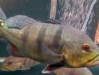 Peacock Bass Fish