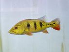 peacock bass fish