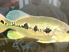 Peacock Bass Fish