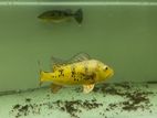 Peacock Bass