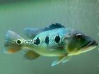 Peacock Bass