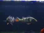 Peacock bass