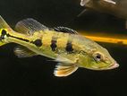 PEACOCK BASS INTERMEDIA