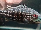 Peacock Fish