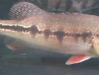 Peacock Fish