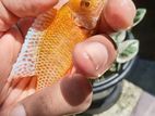 Peacock Malawi Cichlid Fish